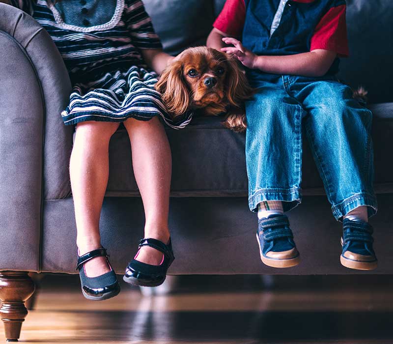 photo d'un chien sur un canapé