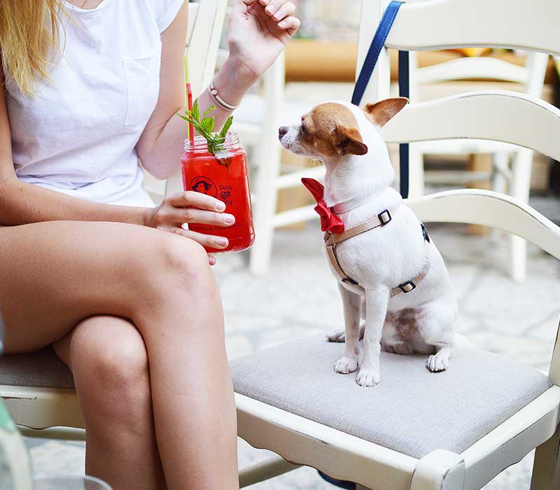 photo d'un chien sur un canapé
