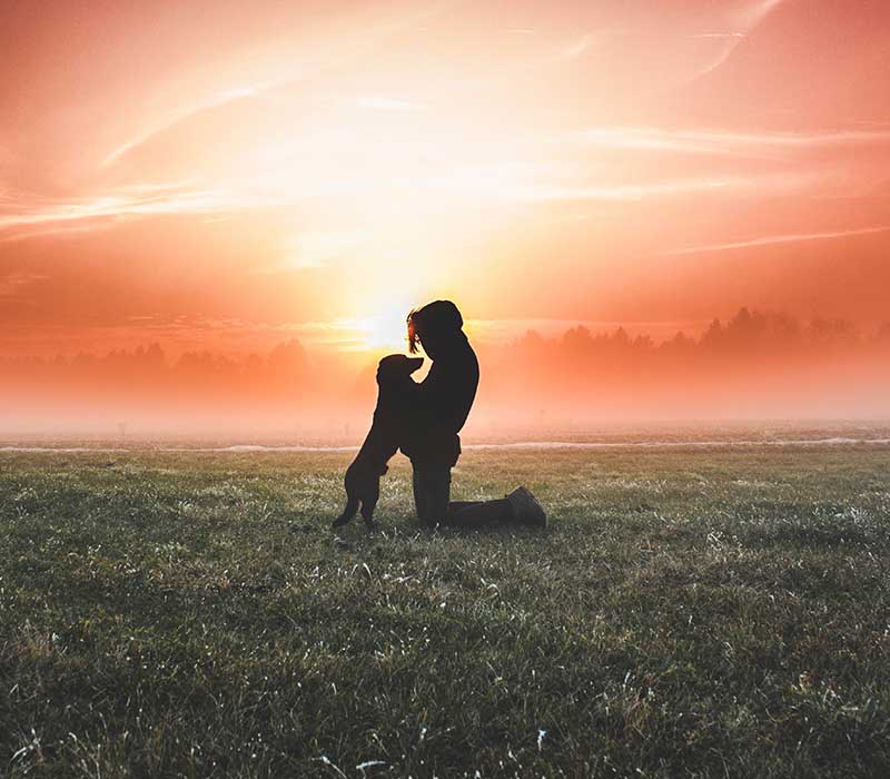 photo d'un chien sur un canapé