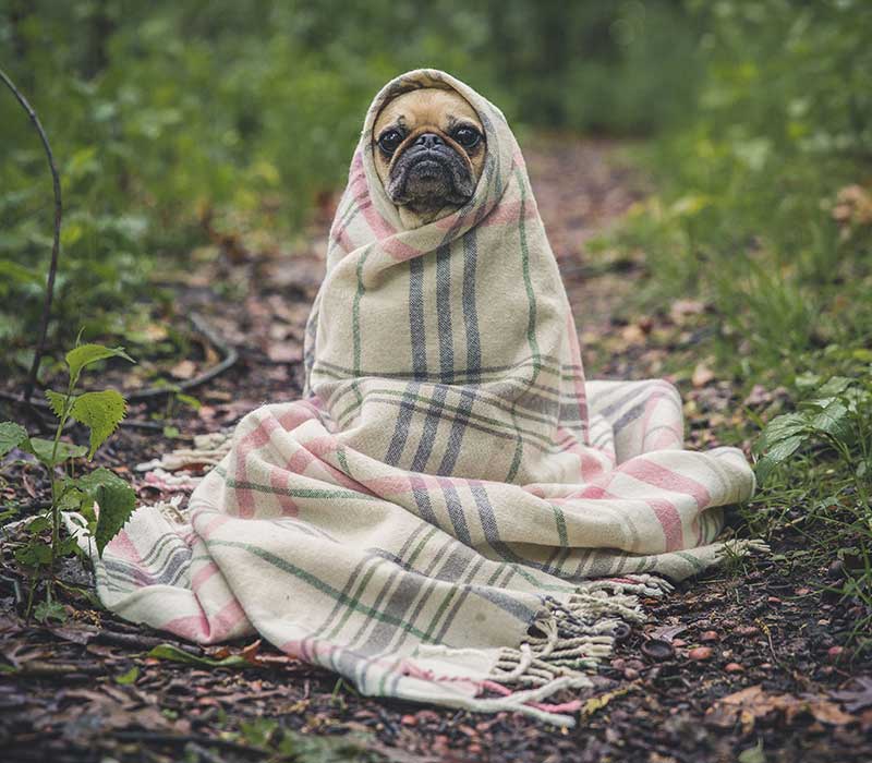 photo d'un chien sur un canapé