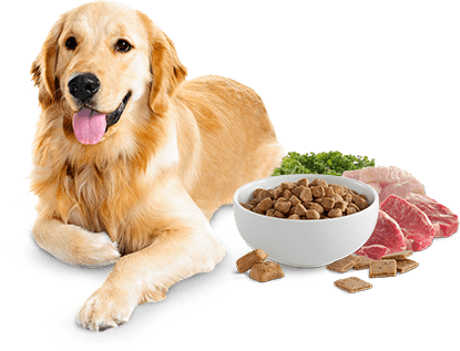 photo chien